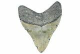 Fossil Megalodon Tooth - North Carolina #358930-1